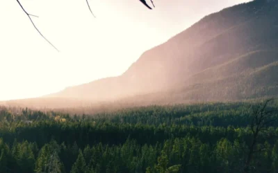 A Broader Understanding of Stewardship