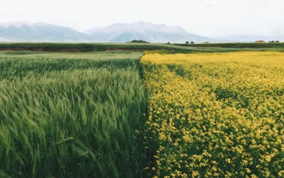 Cultivating a Harvest